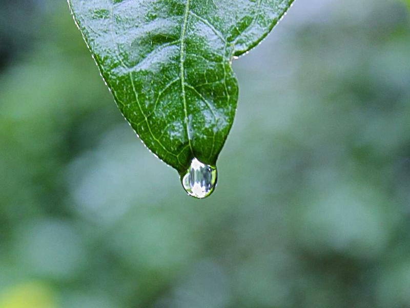 声音捕手<br>qyw0fsis.cn 雨打芭蕉声